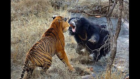 How Animals Fight