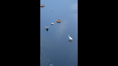 Mallard Ducks 🦆 & Egret #mallardducks #egret #shorts #viral #trending #followme