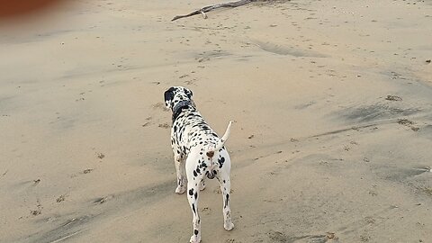 another Dalmatian