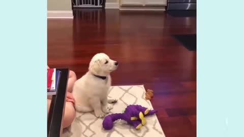 Magical Puppy Tricks! ✨ Adorable & Amazing Dog Illusions!