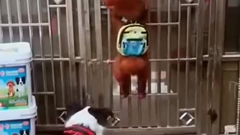 Animals Very Funny and Fighting Videos