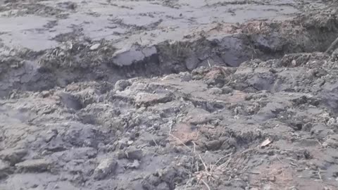 #ExcavatorPOV #MudASMR #DeepMud #DieselSounds #ForestCleanup #ConstructionLife