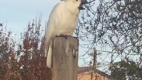 The things you see hiking Australia (Meme)
