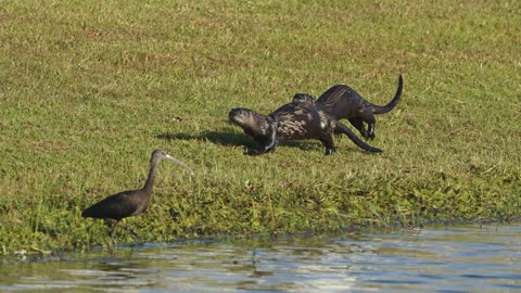 North American River Otters showed up today: 11-4-2025