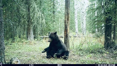 Grizzly at the Old Rub Tree