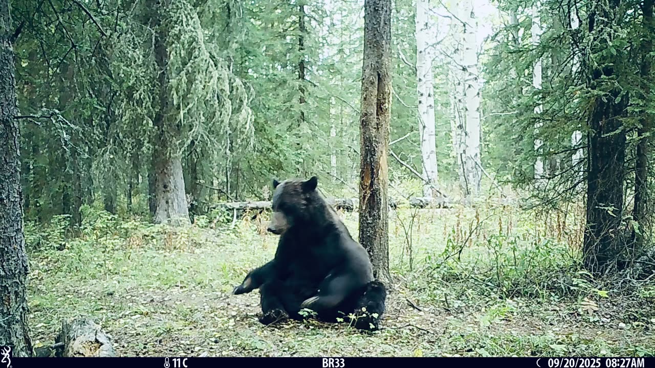 Grizzly at the Old Rub Tree
