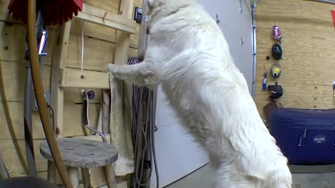 Great Pyrenees Dog Opens Garage Door and Escapes on Security Camera