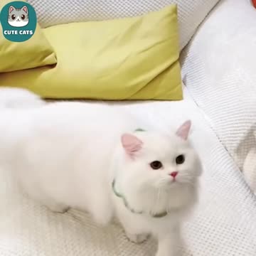 "Kittens Being Kittens – Cuteness Overload! 🐱💕"