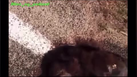 Werewolf in Portugal?