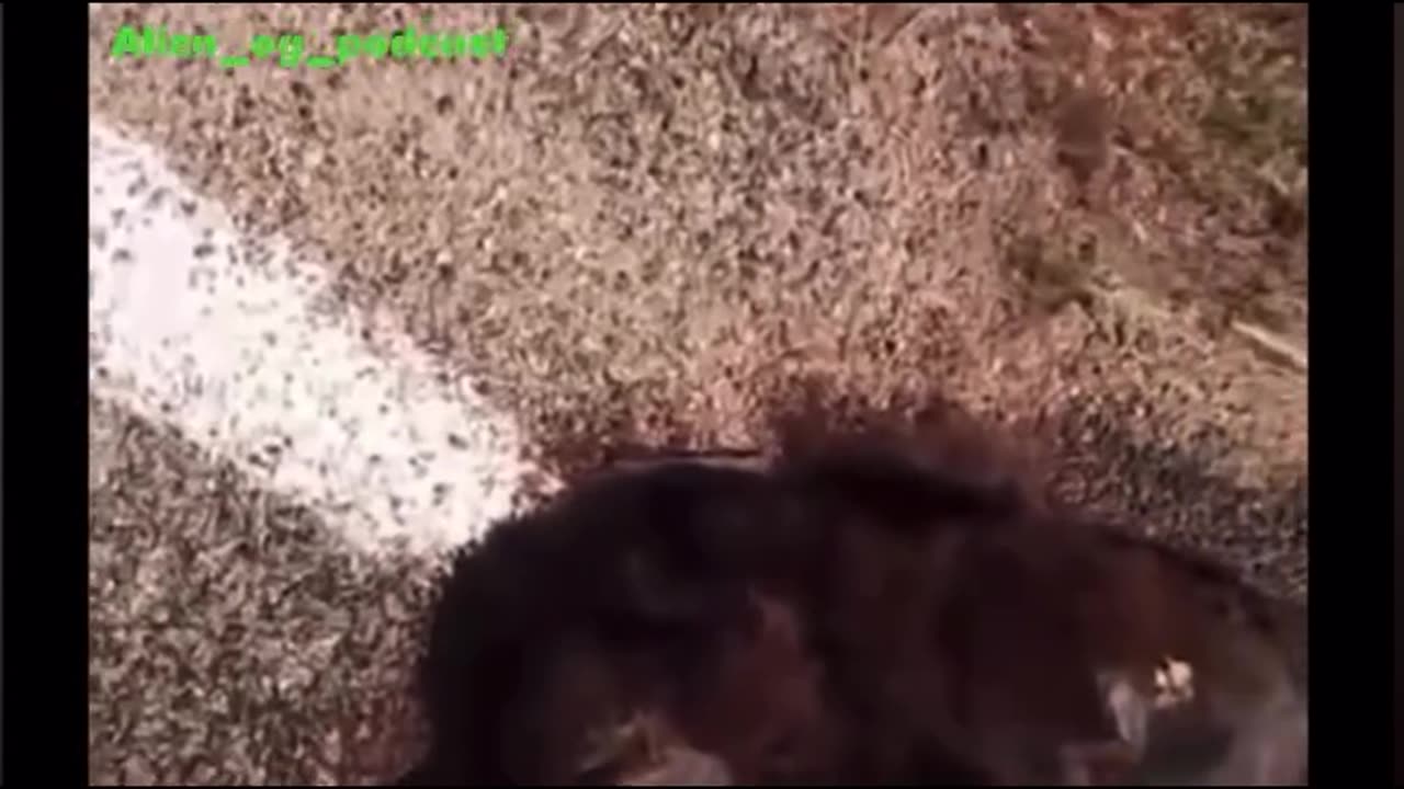 Werewolf in Portugal?