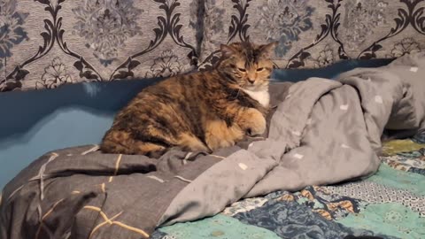 Relaxing Cat Blinking Back: Adorable Slow Blink Zen Moment