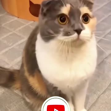 TOP 5 MOST MIND BLOWING OPTICAL ILLUSIONS