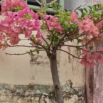 Bougainvillea 5