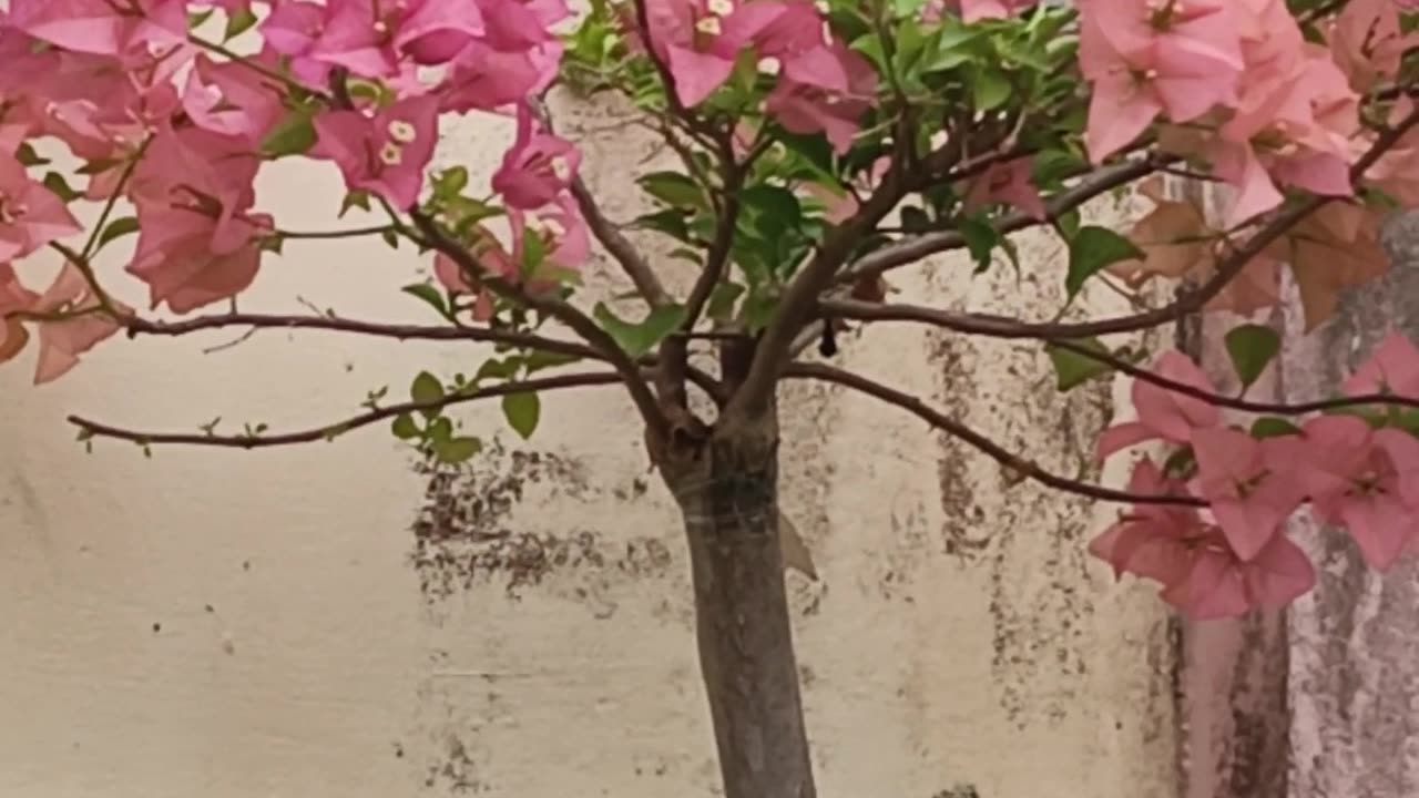 Bougainvillea 5