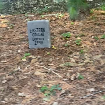 Animals that went extinct