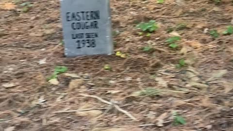 Animals that went extinct