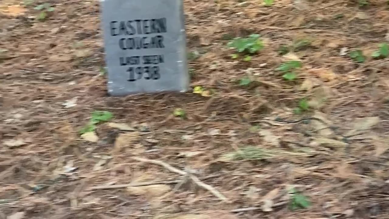 Animals that went extinct