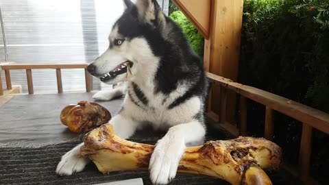 Husky eating beef leg bone like a pro