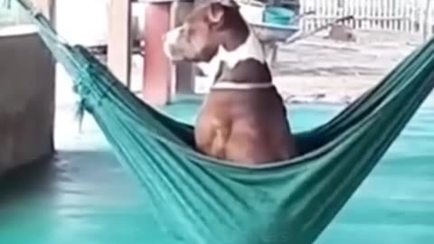 Funny cats and animals videos