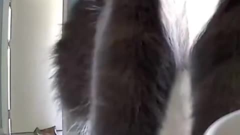 🤣📹 Wait For The Ending! Cat Realizes Cameras Work Both Ways | FunFM