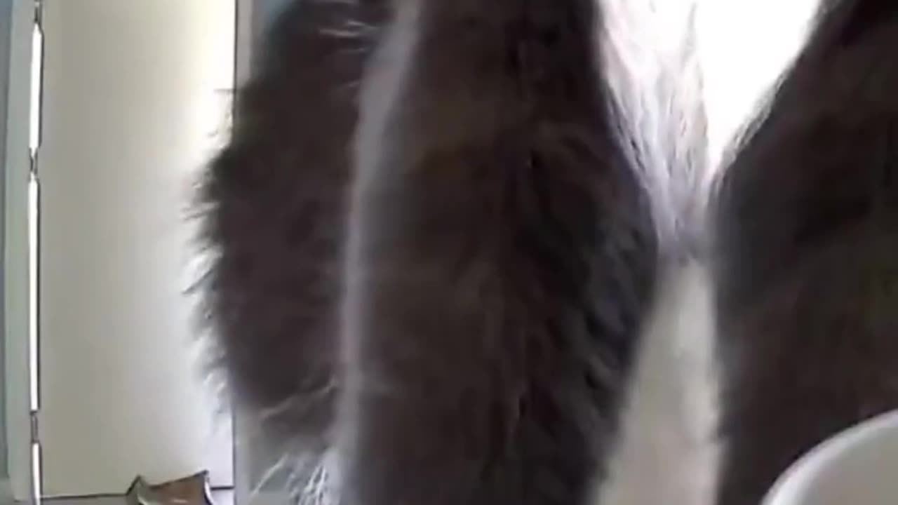 🤣📹 Wait For The Ending! Cat Realizes Cameras Work Both Ways | FunFM