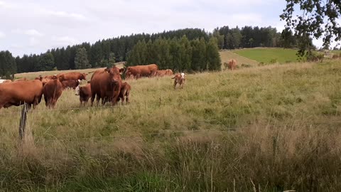 Rinder 08/25 Habichtsberg Erzgebirge