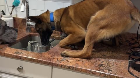 Dog Grabs a Knife From the Sink