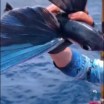 Cute Flying Fish