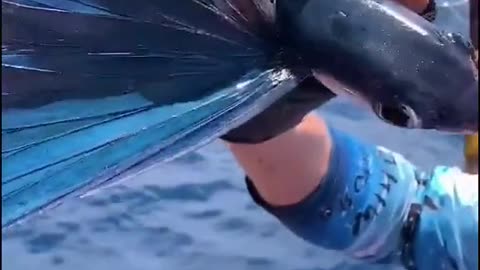 Cute Flying Fish