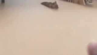 Tiger seen roaming a residential area in Sibolga City, Indonesia, following severe flooding