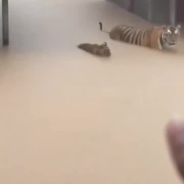 Tiger seen roaming a residential area in Sibolga City, Indonesia, following severe flooding