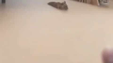 Tiger seen roaming a residential area in Sibolga City, Indonesia, following severe flooding