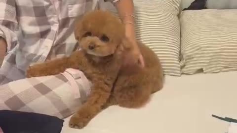 Die Familie bereitet alles für die Heimkehr von Segev Kalfon vor.