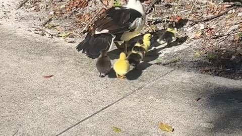 No Duckling Gets Left Behind