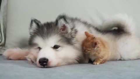 🌎👽 Shocking Glimpse of Earth's Reality: What Aliens Think of Us? | TheTruthAbove