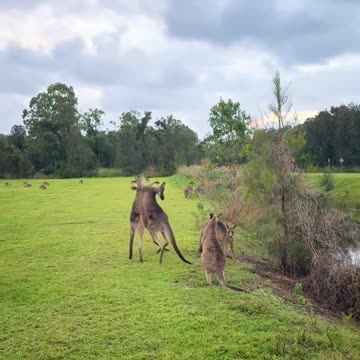 Australian kangaroos