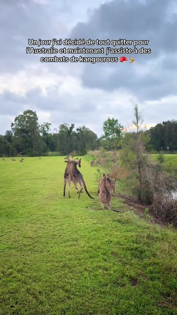Australian kangaroos