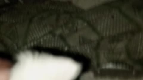 My sweet cat 