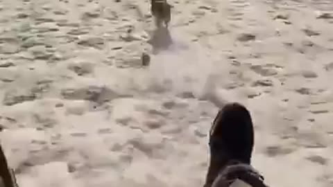 Sled Race