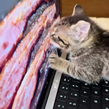 Who's going to Tell him