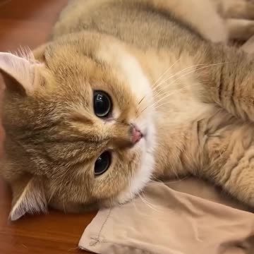 Dose of serotonin for you😻💖💞