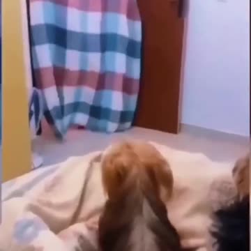 funny animals video #shortvideo #shorts