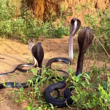 🐍 An intense battle among four snakes