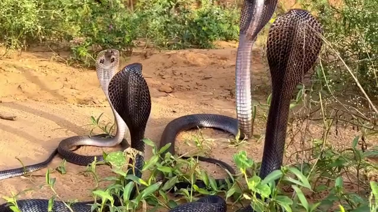 🐍 An intense battle among four snakes