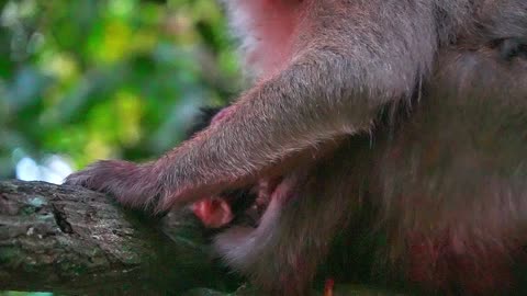 Oh Wow, Newborn BABY Monkey Of Mom KARITA has A Big Yawning