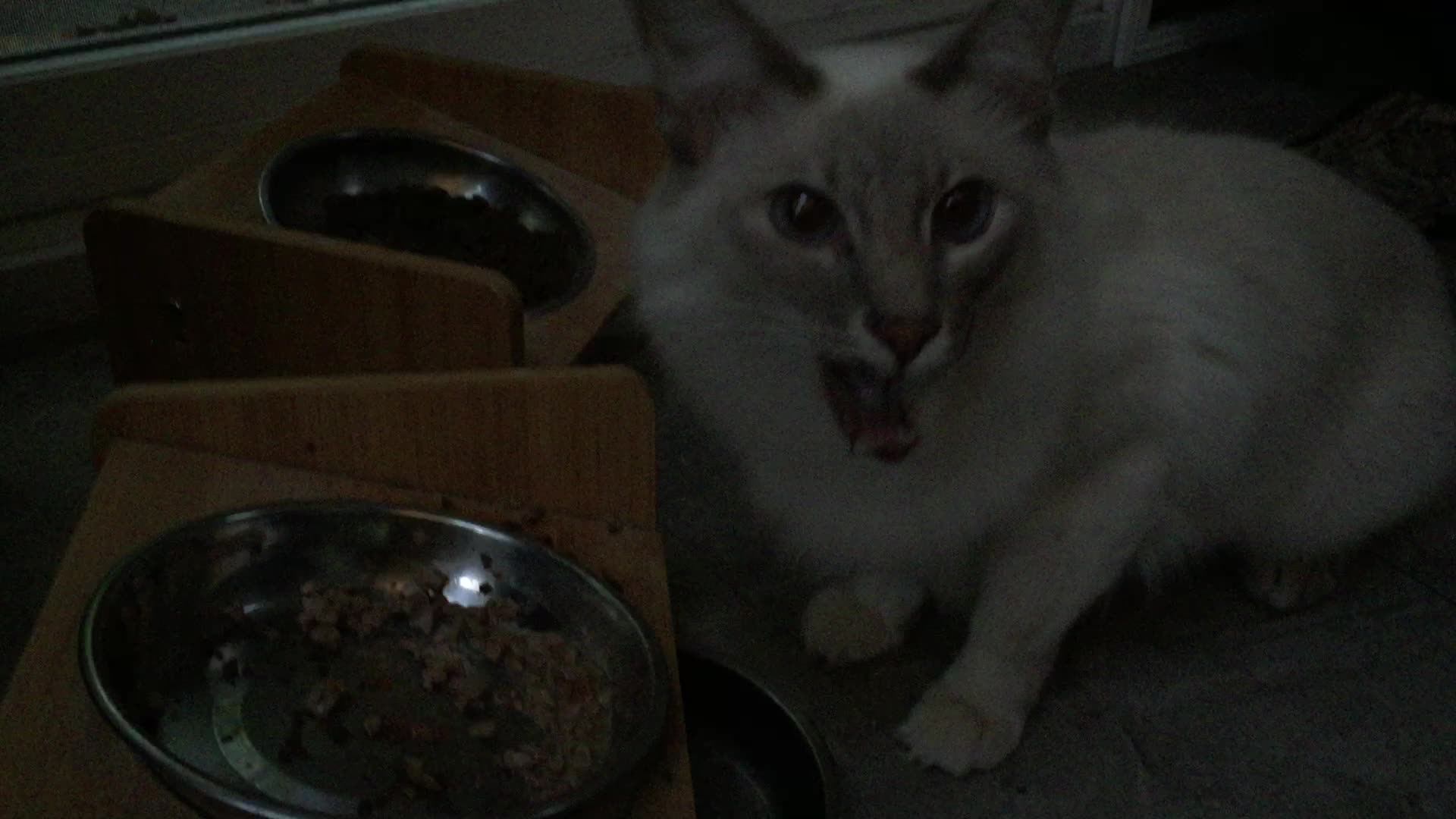 Our Kitty Cat, Sal, Enjoying Some Raw Chicken Liver [ASMR Animal Chewing Sounds, Lynx Balinese]