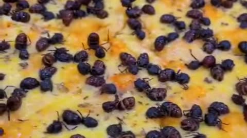 Pizza With Ants You will Love It