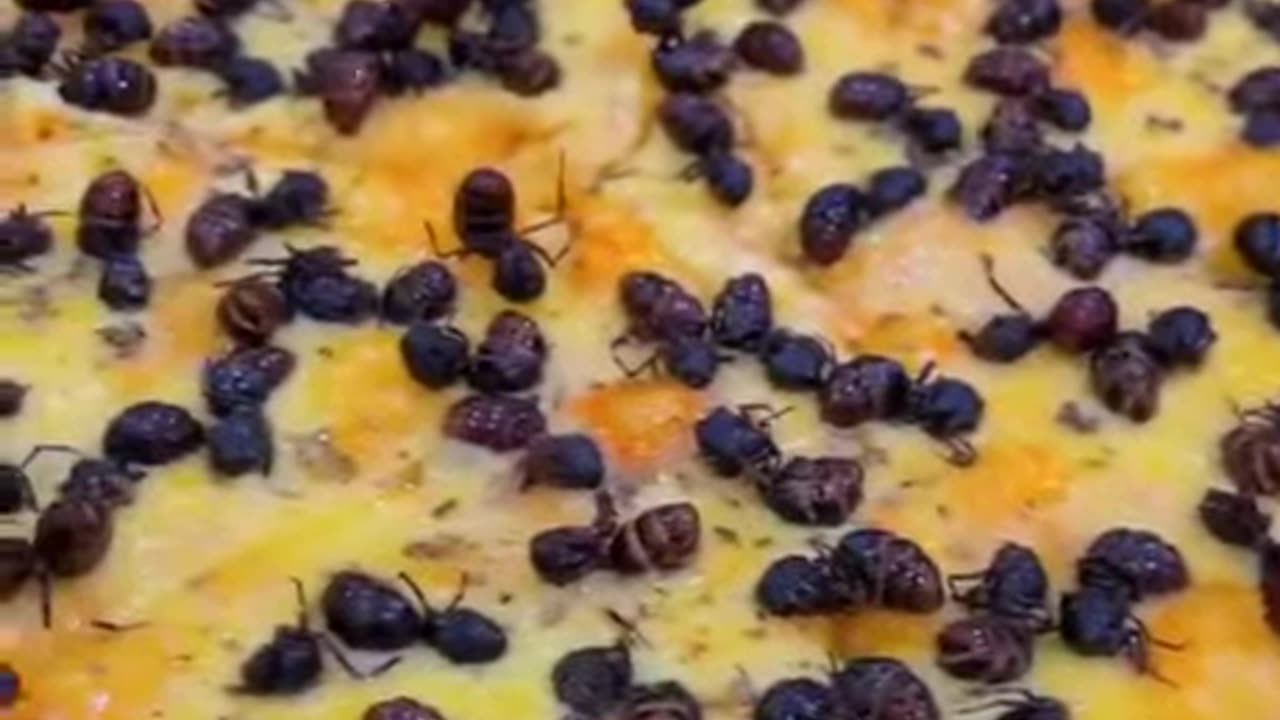Pizza With Ants You will Love It