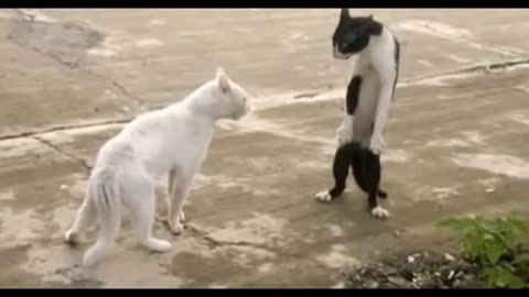 Cat fighting in the street |funny video |funn with cats|cat video