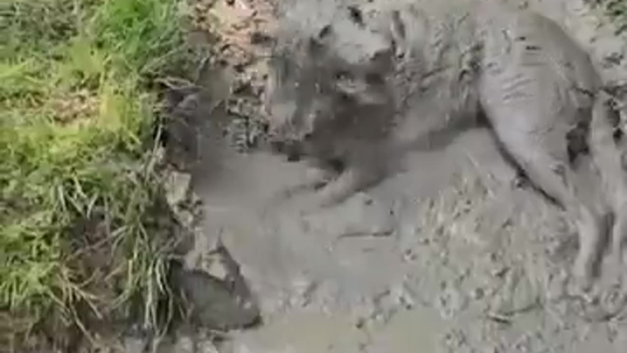 They say that mud is good for the skin.. 🐶🥰